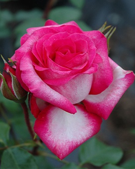 Роза чайно-гибридная Rose Gaujard