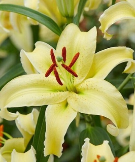 Лилия восточная Голд Февер 1 шт, Польша