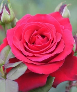 Роза чайно-гибридная Алекс ред 1 шт, Сербия