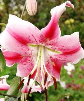 Лилия ОТ-гибрид Анастасия 1 шт, Польша