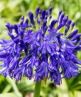 Агапантус Blue 1 шт, Нидерланды