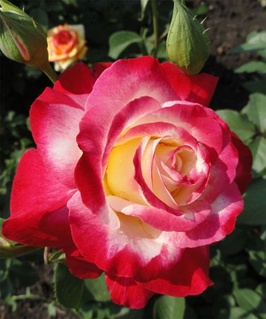 Роза чайно-гибридная Дабл Делайт 1 шт, Сербия