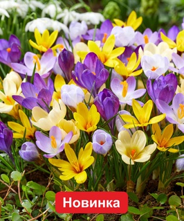 Крокус Ботанический Микс 8 шт, Польша