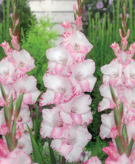 Гладиолус крупноцветковый Май Лав, 3 шт, Польша