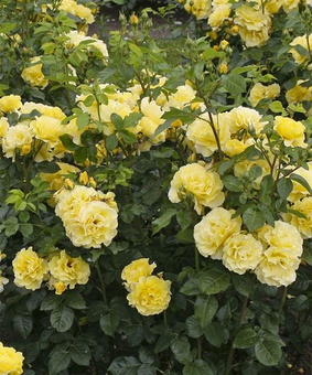 Роза плетистая Лихткенигин Лючия, 1 шт., Сербия