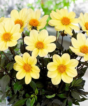 Георгина бордюрная Хэппи Дейс Лемон, 1 шт., Нидерланды