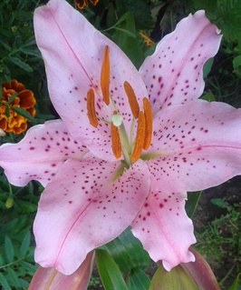 Лилия восточная Бразилия 1 шт, Польша