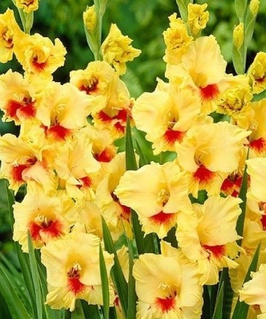 Гладиолус крупноцветковый Максиал, 3 шт., Польша