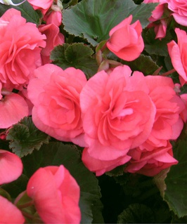 Бегония клубневая Дабл Пинк, 1 шт, Польша