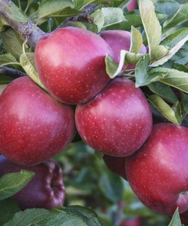 Яблоня Глостер 1 шт, РБ