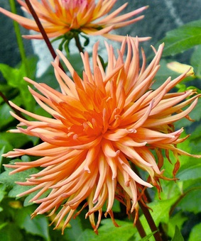 Георгина бордюрная кактусовидная Парк Рекорд, 1 шт., Нидерланды