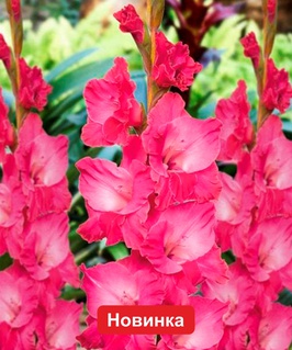 Гладиолус крупноцветковый Фэйритейл Пинк, 3 шт, Польша