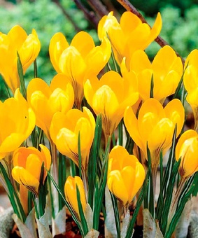 Крокусы Yellow Mammoth 4 шт, Нидерланды