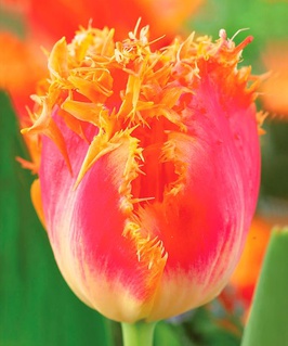 Тюльпан Бахромчатый Реал Тайм 2 шт., Нидерланды