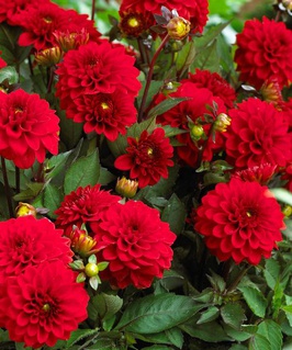 Георгина бордюрная Галлери Сингер, 1 шт, Польша