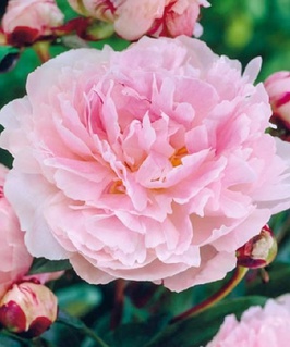 Пион Taff 1 шт, Нидерланды