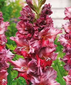 Гладиолус гофрированный Расти Чеснат, 3 шт., Нидерланды