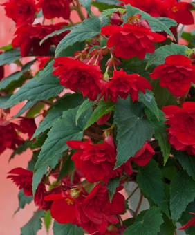 Бегония клубневая Пендула Дарк Рэд, 1 шт., Нидерланды