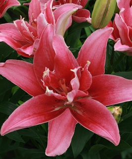 Лилия азиатская махровая Дабл Леди 1шт, Польша