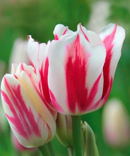Тюльпан Многоцветковый Фламинг Клаб 2 шт., Нидерланды