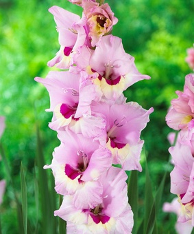 Гладиолус крупноцветковый Замора, 3 шт., Нидерланды