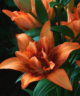 Лилия азиатская махровая Дабл Лав 1 шт, Польша