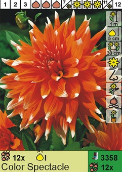 Георгина кактусовая Color Spectacle