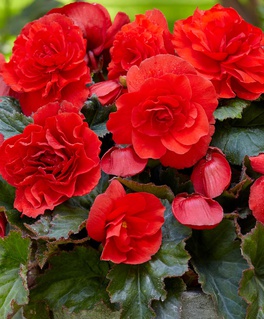 Бегония клубневая Дабл Рэд, 1 шт, Польша