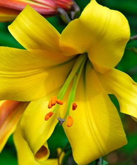 Лилия трубчатая Голден Сплендер 1 шт, Польша