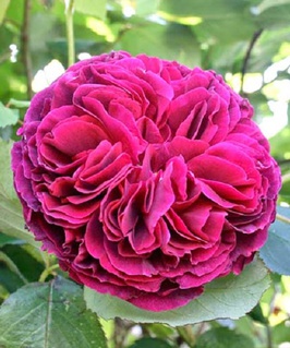 Роза английская Фальстаф 1 шт, Сербия