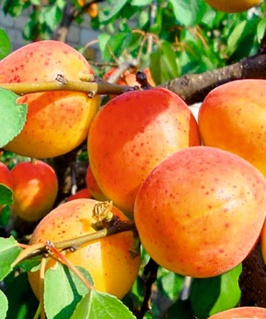 Абрикос Никитский 1 шт, РБ