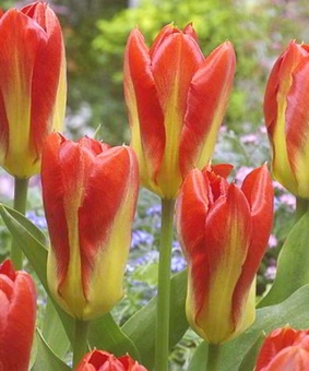 Тюльпан Ботанический Оракл 3 шт., Нидерланды