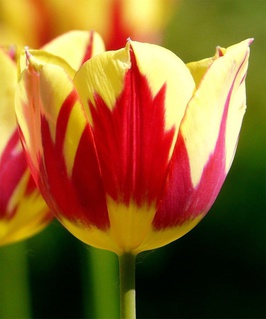 Тюльпан Дарвинов гибрид Олимпик Флейм 2 шт, Нидерланды