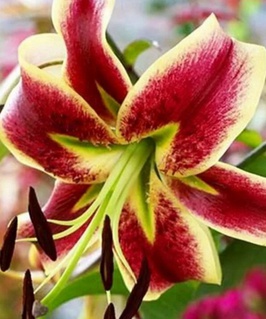 Лилия ОТ-гибрид Шахерезада 1 шт, Польша