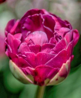 Тюльпан Махровый поздний Абигейл 3 шт., Нидерланды