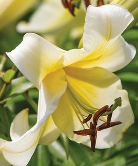 Лилия ОТ-гибрид Мисс Пекулиар 1 шт, Польша