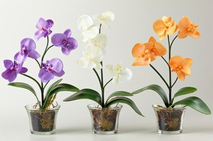 Горшки и опоры для орхидей
