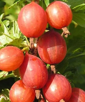 Крыжовник Машека 1 шт, РБ