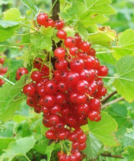 Смородина красная Ненаглядная 1 шт, РБ