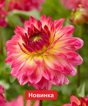 Георгина декоративная Арматерас, 1 шт., Нидерланды