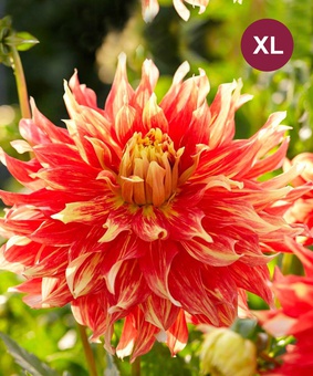 Георгина декоративная Бодациус, 1 шт., Нидерланды