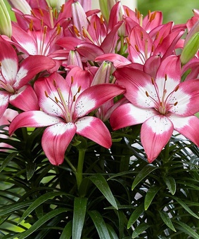 Лилия азиатская Розалин 1 шт, Польша