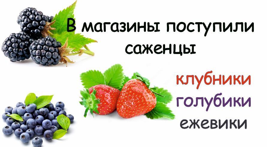 клубника ежевика  2025