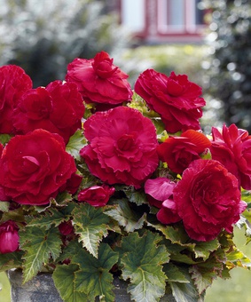 Бегония клубневая Дабл Дарк Ред, 1 шт., Нидерланды