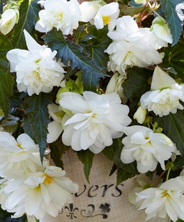 Бегония клубневая Илюминэйшн Вайт, 1 шт., Нидерланды