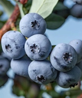 Голубика Бонус 1 шт, РБ