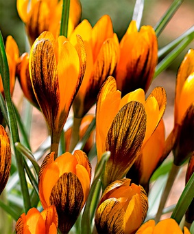 Крокус Ботанический Оранж Монарх 3 шт., Нидерланды