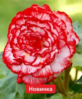 Бегония клубневая Мармората, 1 шт, Польша