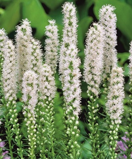 Лиатрис Спиката Альба, 5 шт., Нидерланды