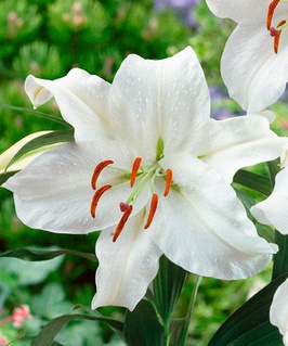 Лилия восточная Каса Бланка 1 шт, Польша